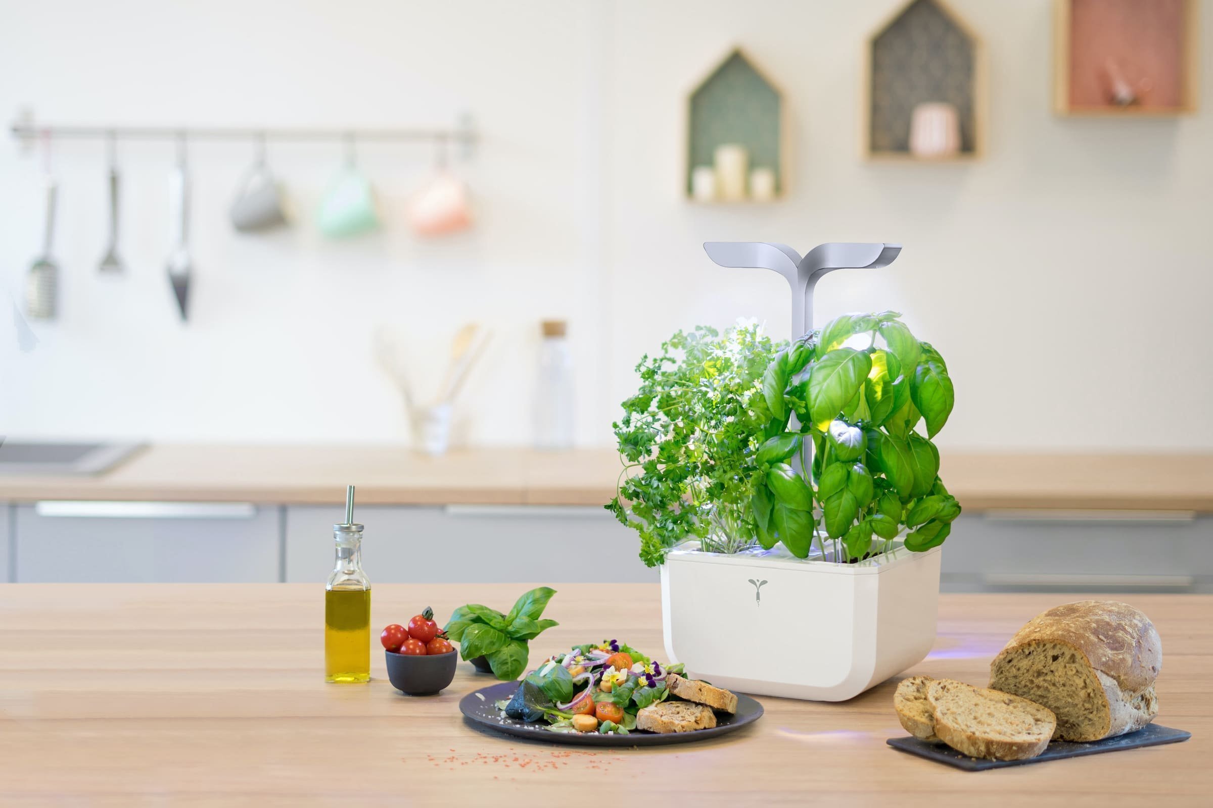 Hydroponická zahrádka, pěstujte bylinky bez půdy