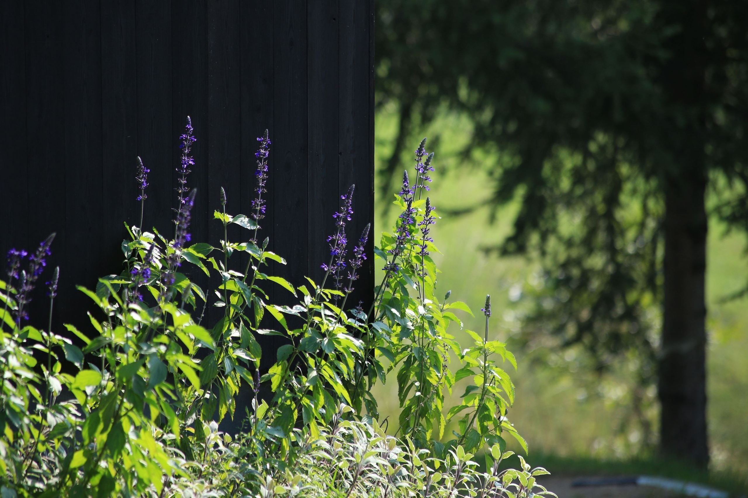 Černý dům na kopci