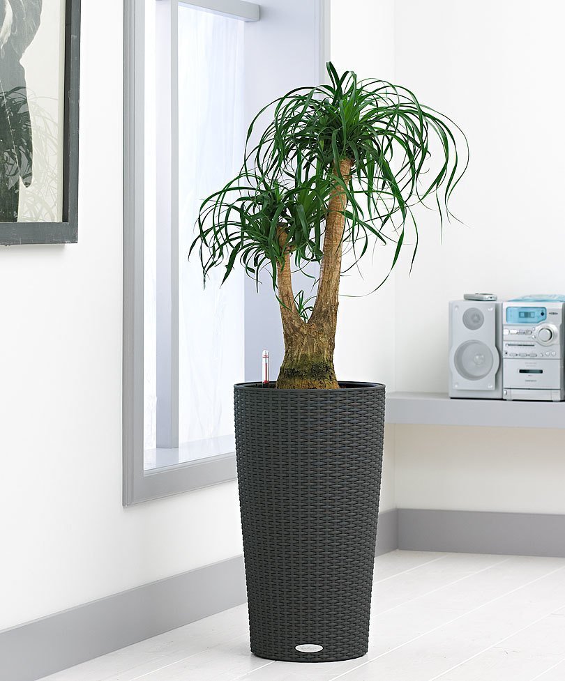 Kam v bytě umístit pokojové rostliny, aby se jim dařilo