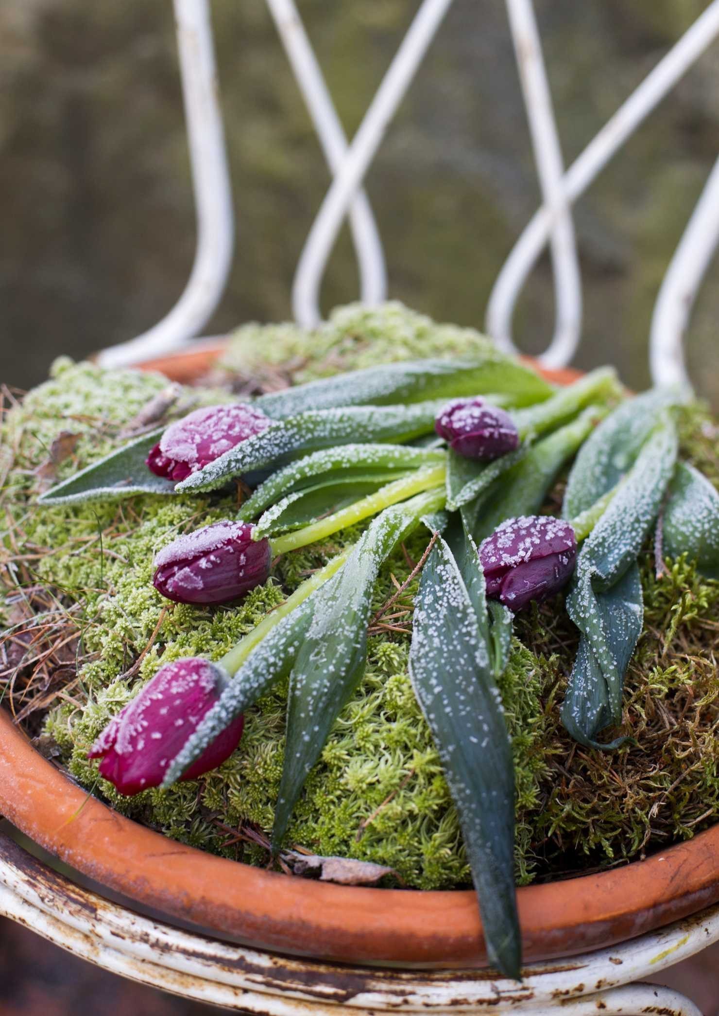 Vánoční inspirace a dekorace