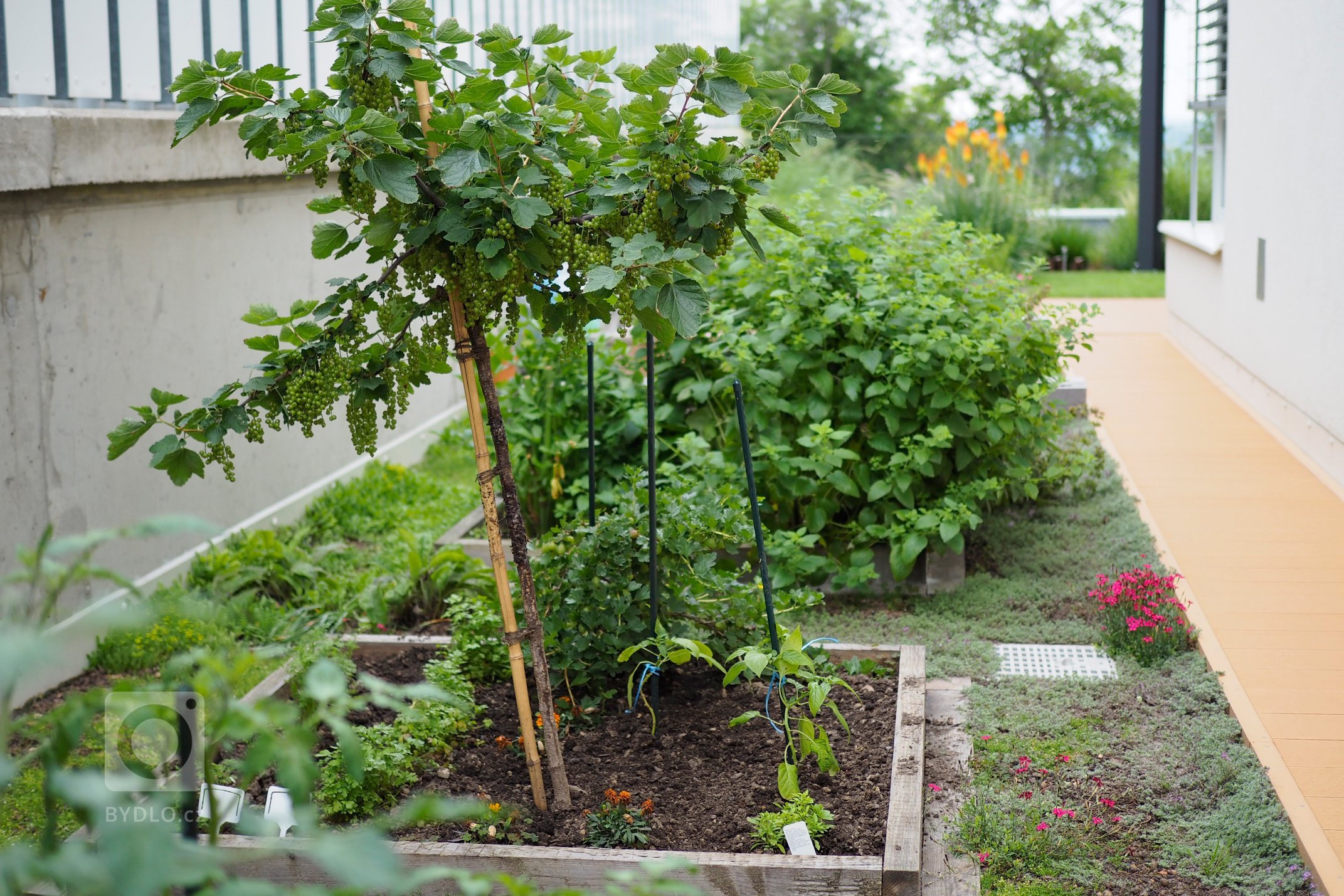 &bdquo;Je to malý a nechci tam jen trávník.&ldquo; Nějak podobně začínalo naše zadání pro návrh a následnou realizaci střešní terasy po úvodním telefonátu s…