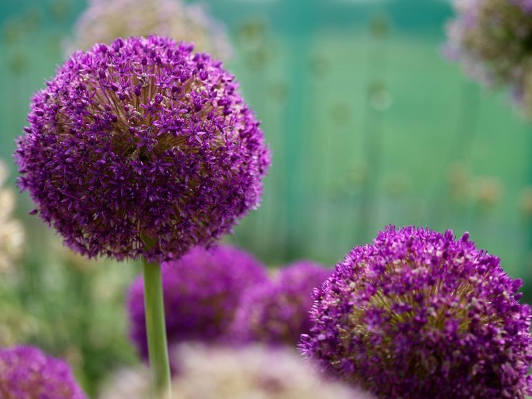 Okrasný česnek jako ozdoba vaší zahrady