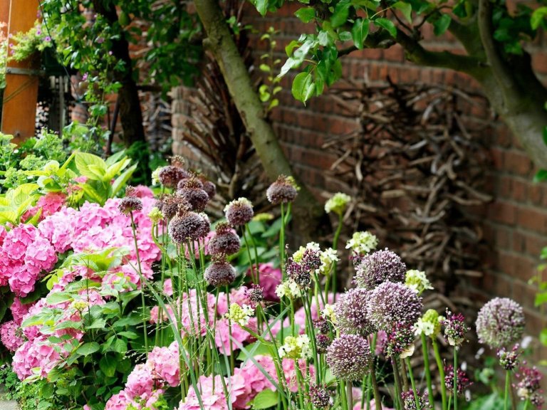 Okrasný česnek jako ozdoba vaší zahrady