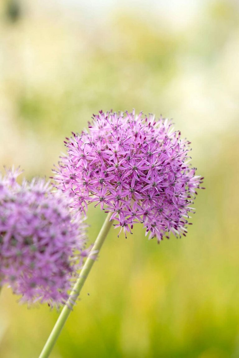 Okrasný česnek jako ozdoba vaší zahrady