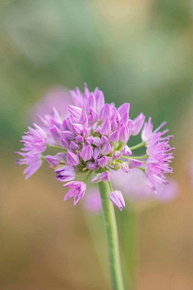 Okrasný česnek jako ozdoba vaší zahrady