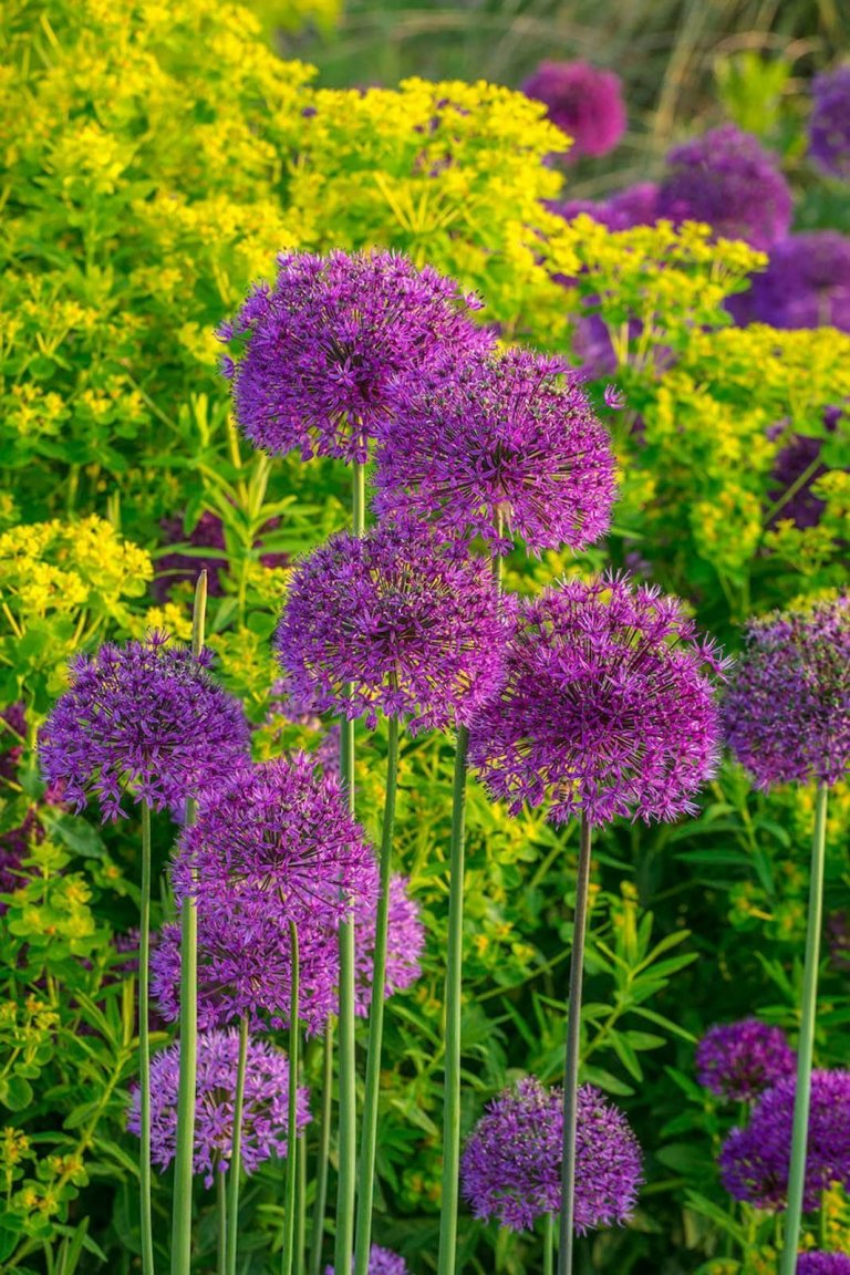 Okrasný česnek jako ozdoba vaší zahrady