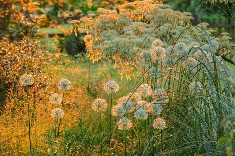 Okrasný česnek jako ozdoba vaší zahrady