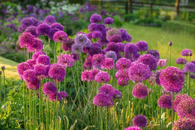 Okrasný česnek jako ozdoba vaší zahrady