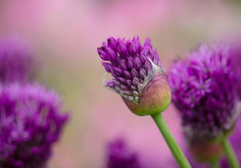 Okrasný česnek jako ozdoba vaší zahrady