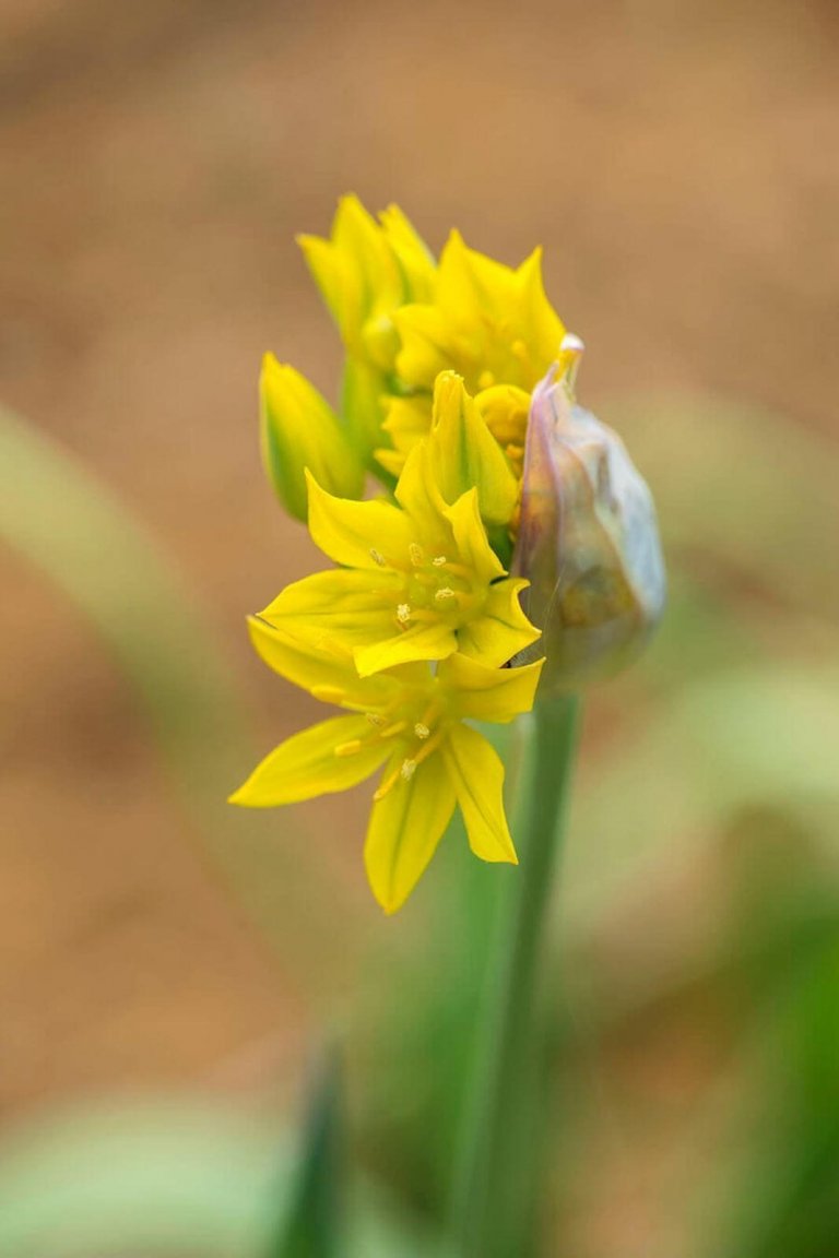 Okrasný česnek jako ozdoba vaší zahrady