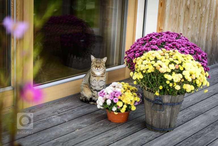 add picture to album