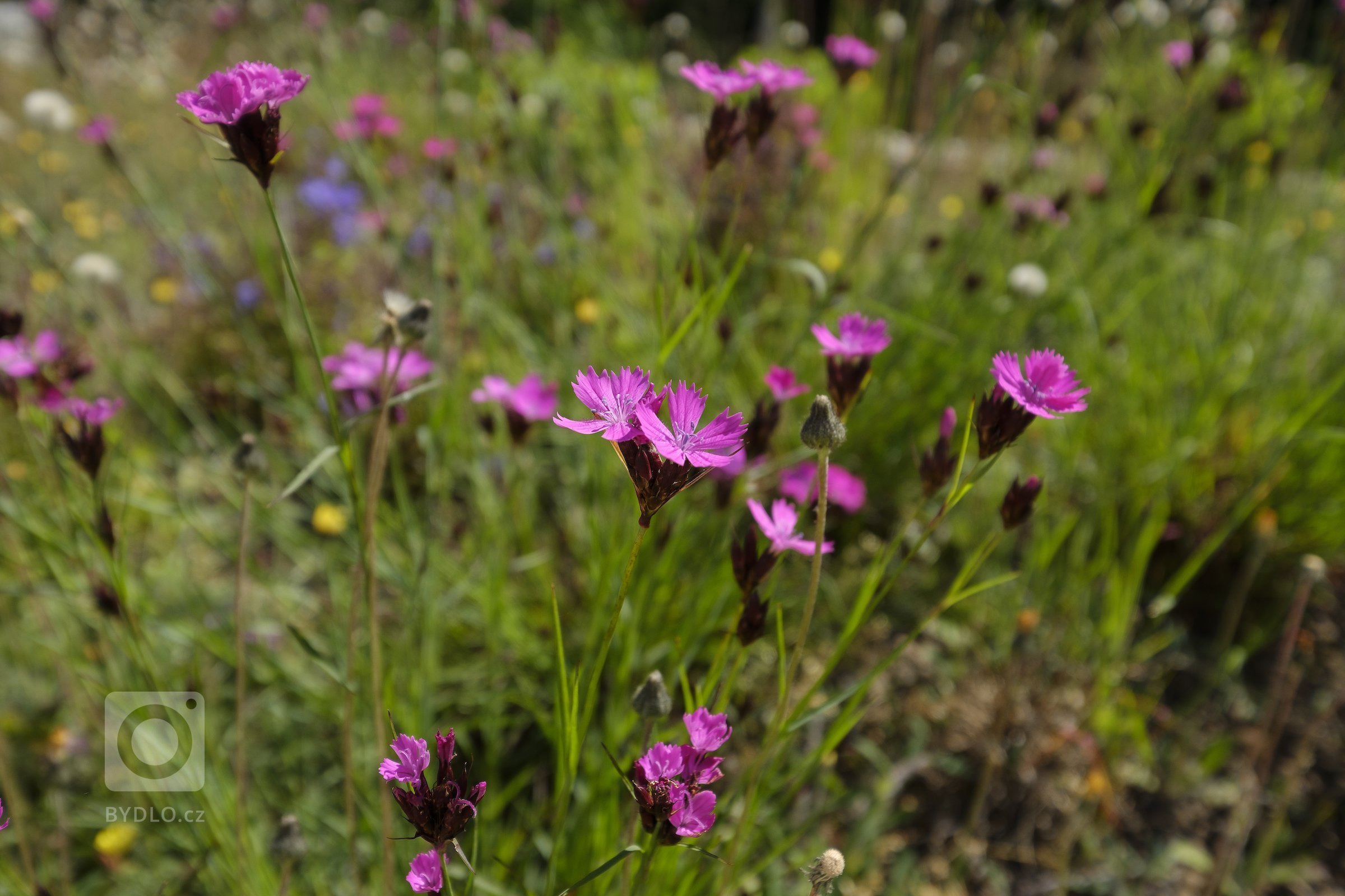 Koncepce rodinného domu s&nbsp;permakulturní zahradou pro japonsko-český manželský pár je vedena snahou o&nbsp;jednoduché, funkční a kultivované řešení, které…