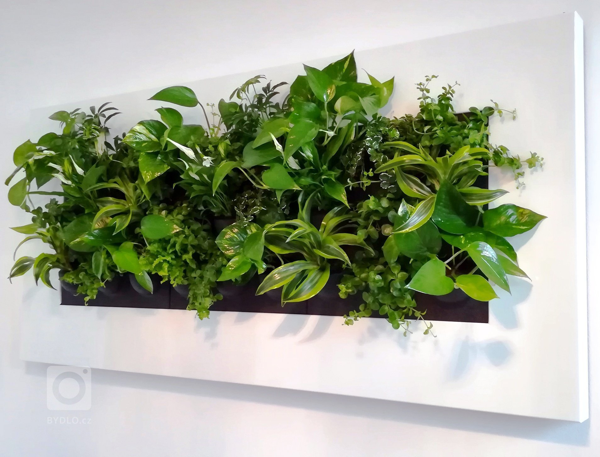 Živý zelený obraz LivePicture
Velikost 152x72x7 cm
Samozavlažovací systém
Rezervoár vody (24 l)
Rám v bílé, šedé a antracitové barvě