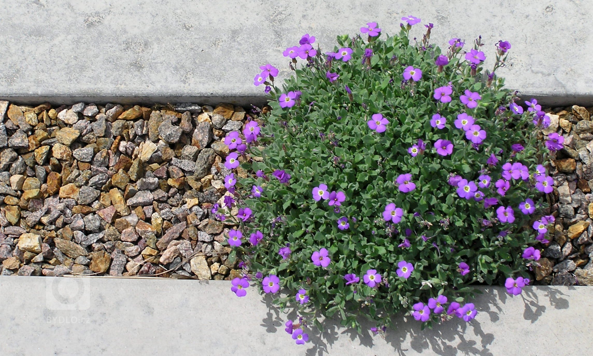 Datail výsadby - půdopokryvná trvalka ve štěrkovém mulči mezi velkoformátovou dlažbu