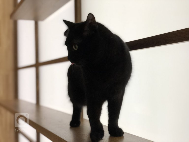 add picture to album