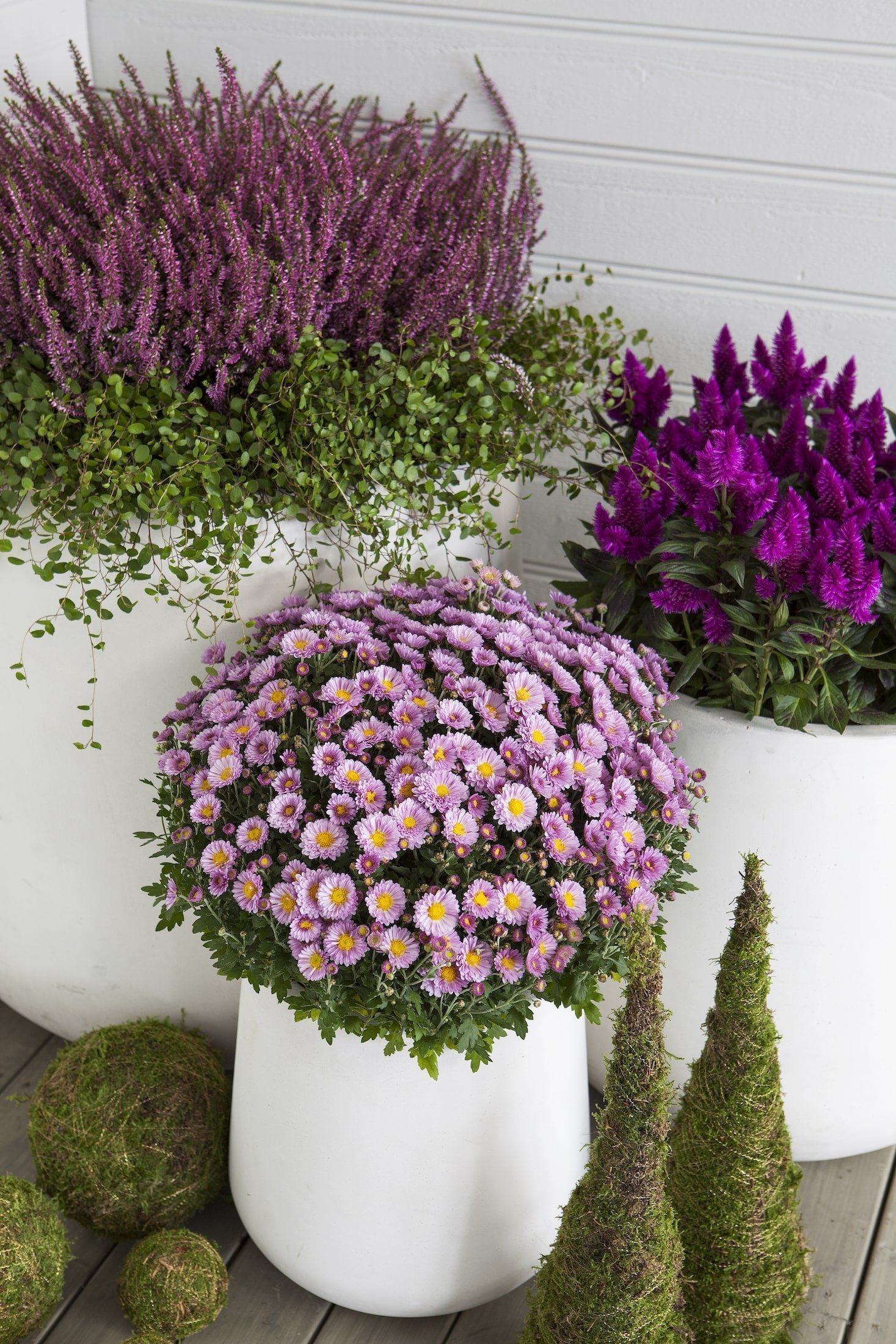 Barevné truhlíky plné mrazuvzdorných rostlin