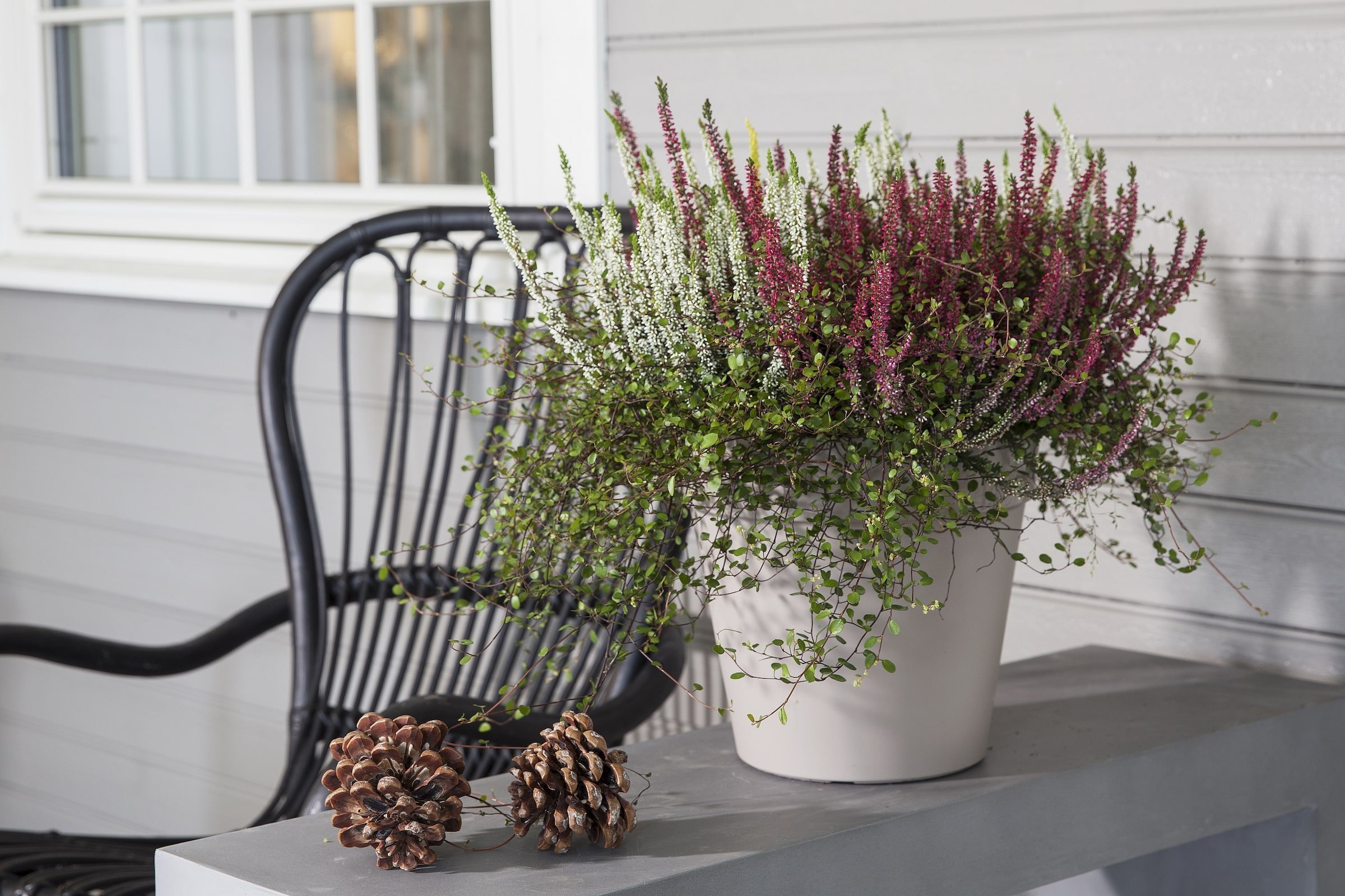 Barevné truhlíky plné mrazuvzdorných rostlin