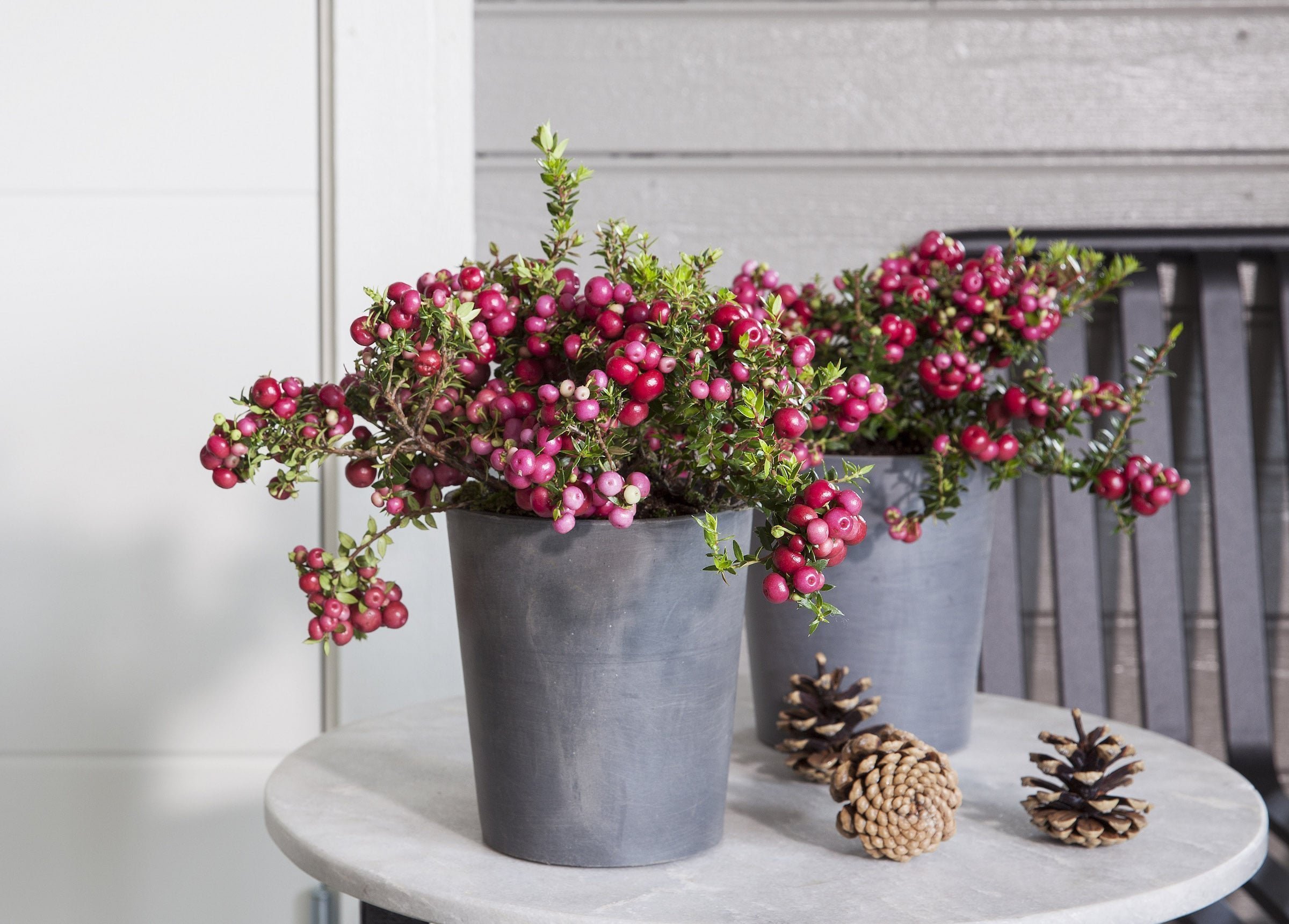 Barevné truhlíky plné mrazuvzdorných rostlin