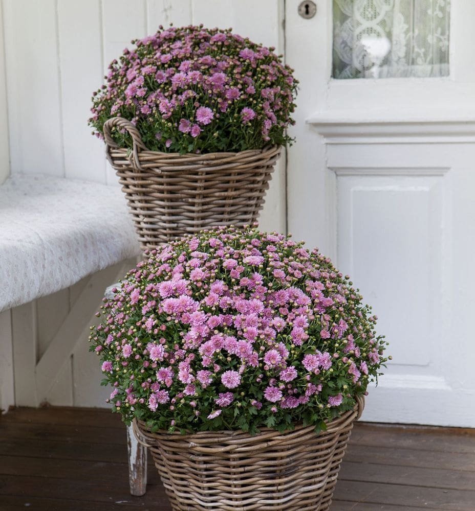 Barevné truhlíky plné mrazuvzdorných rostlin