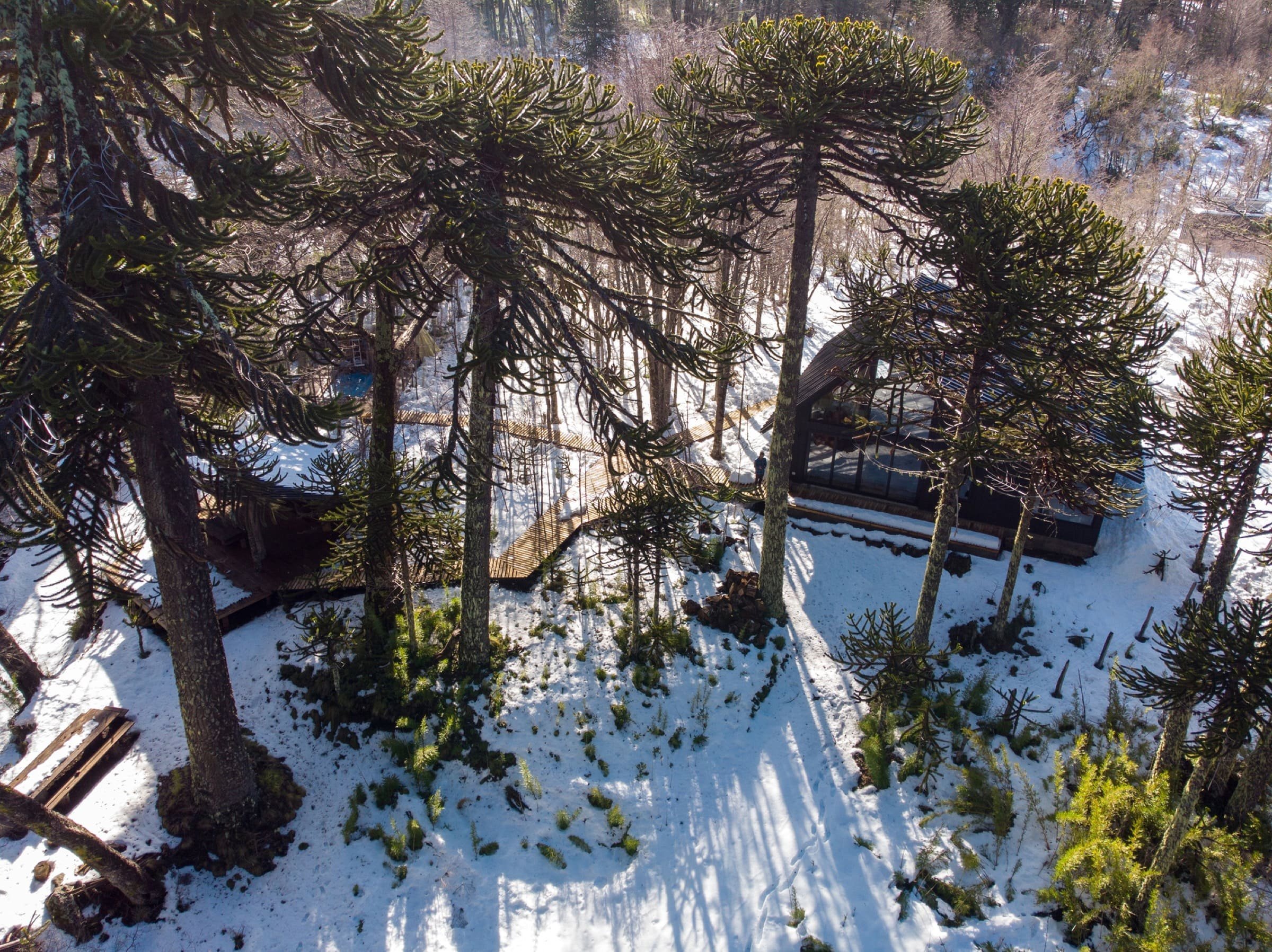 Chata uprostřed zasněženého lesa