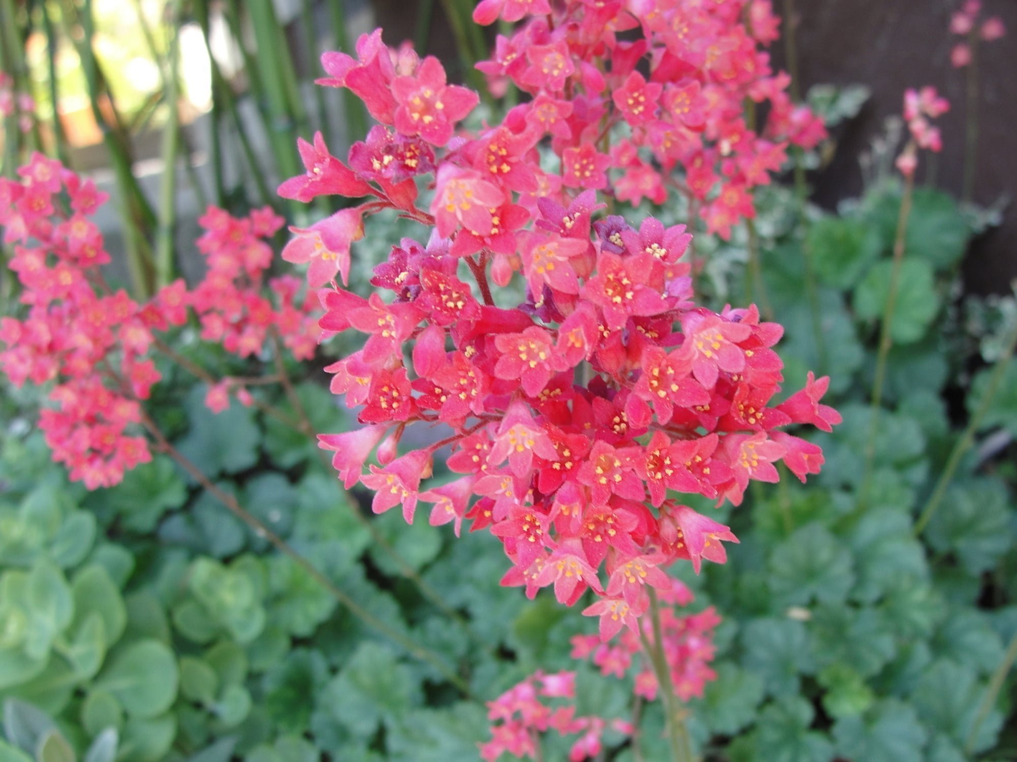 Co (ne)odradí slimáky