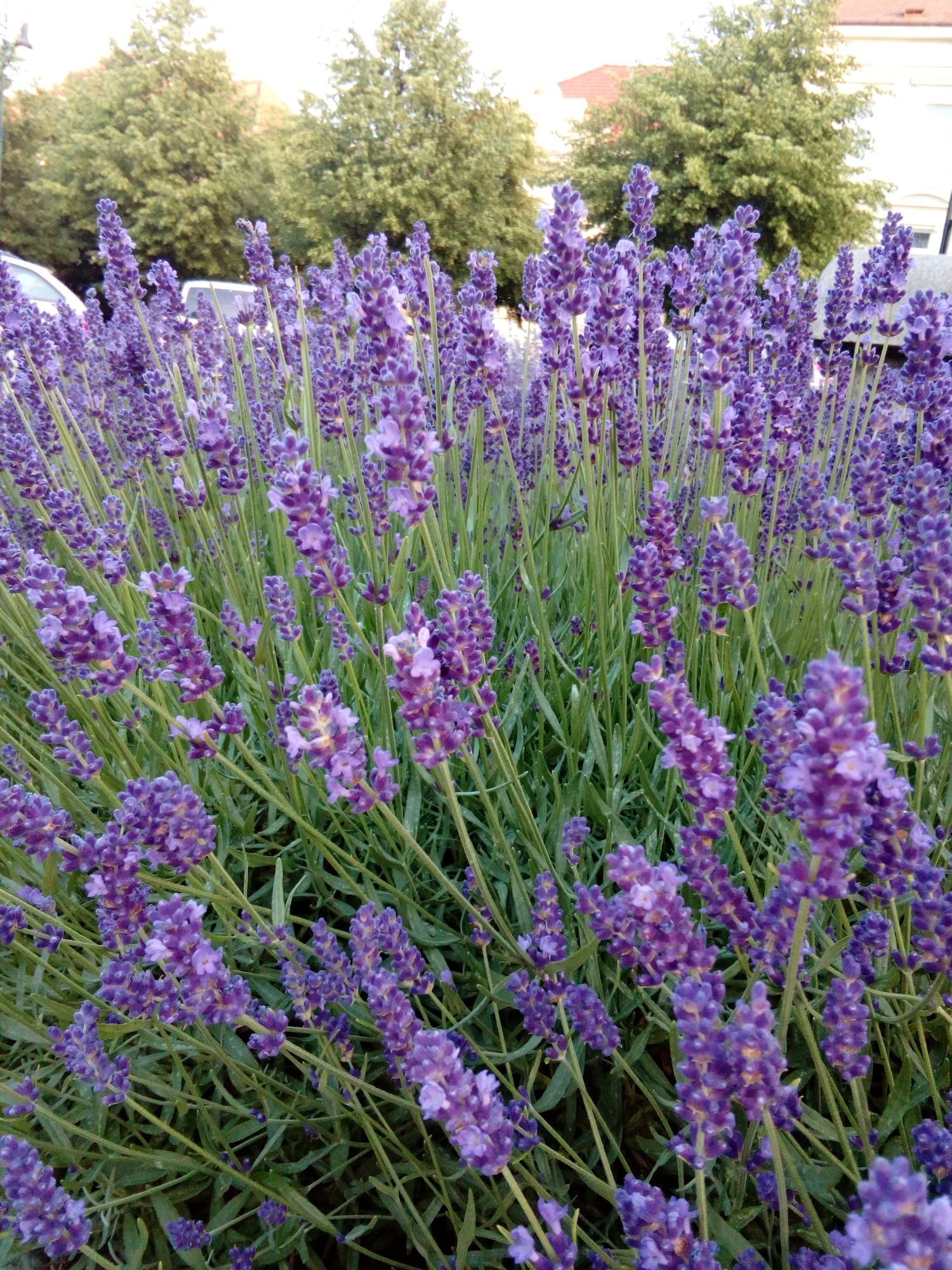 Levandule má uklidňující a harmonizující účinky na tělo i duši, napomáhá sladkému spánku