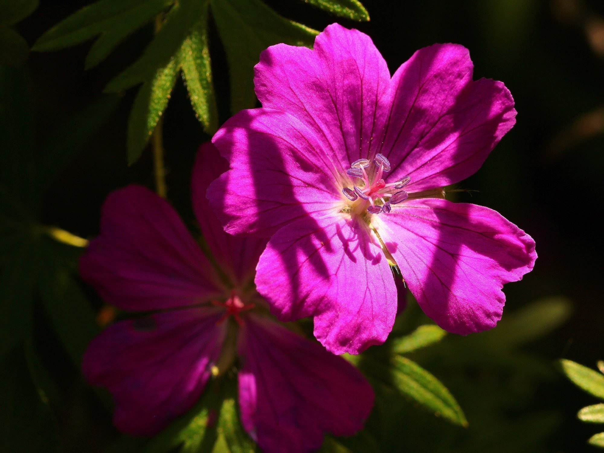 Co (ne)odradí slimáky