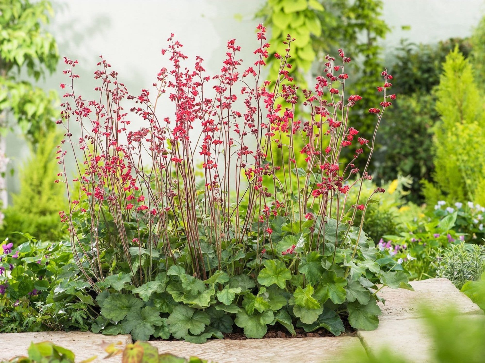 Dlužicha krvavá má ozdobné listy i květy