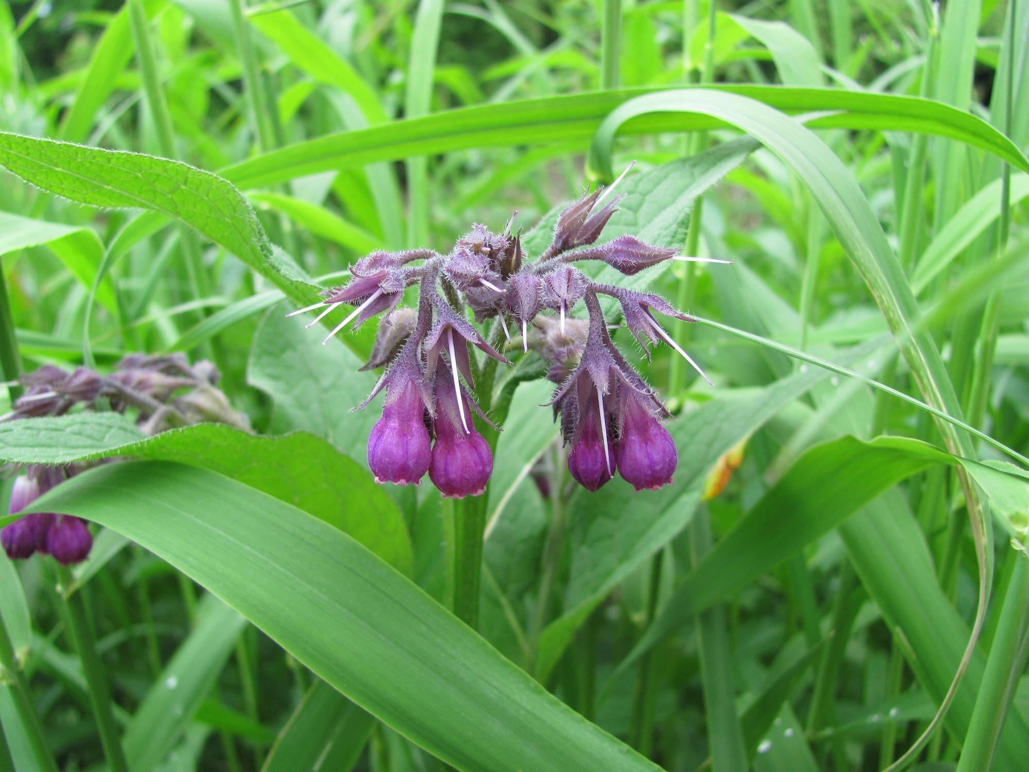 Co (ne)odradí slimáky