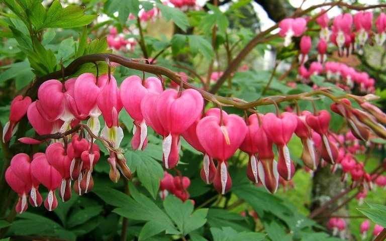 Srdcovka nádherná - oblíbená trvalka s růžovo bílými květy ve tvaru srdíčka