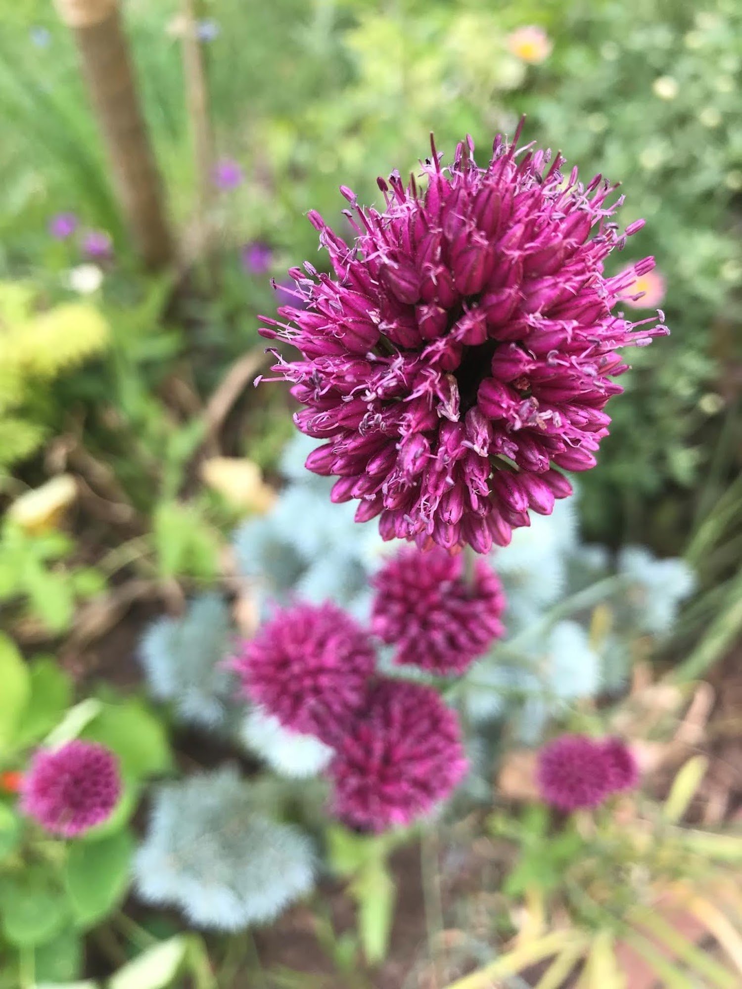 Co (ne)odradí slimáky