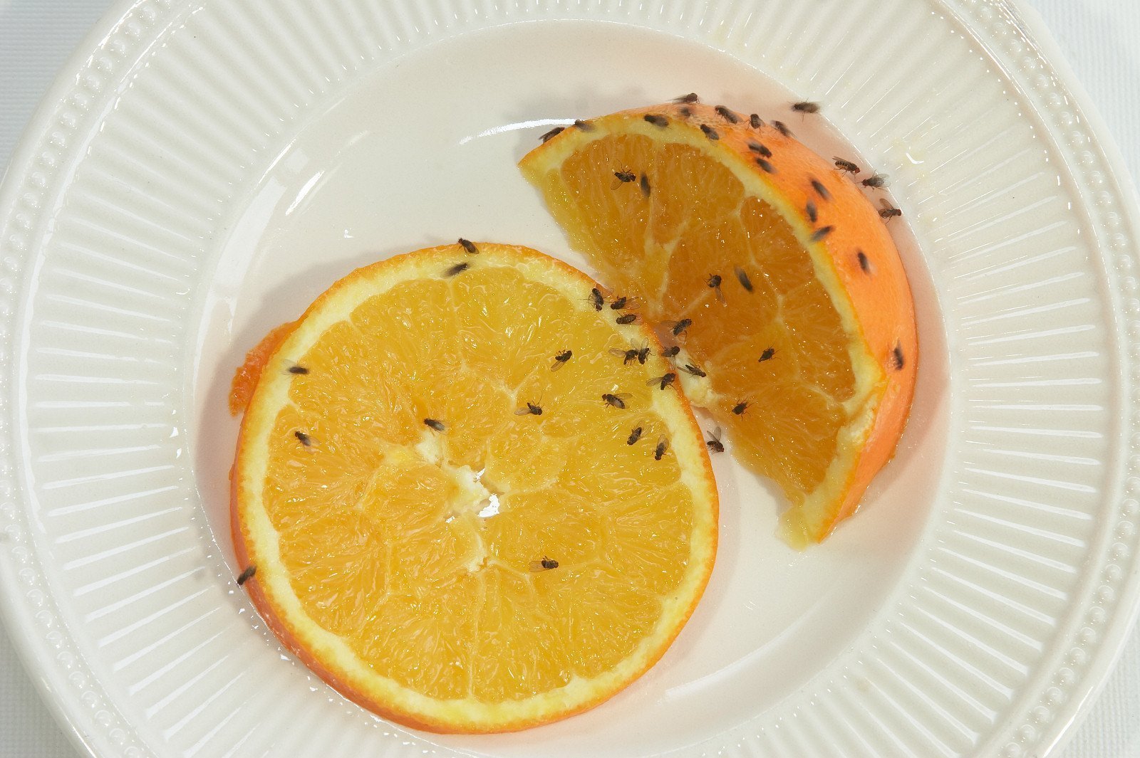 Tipy, jak se zbavit ovocných mušek neboli octomilek