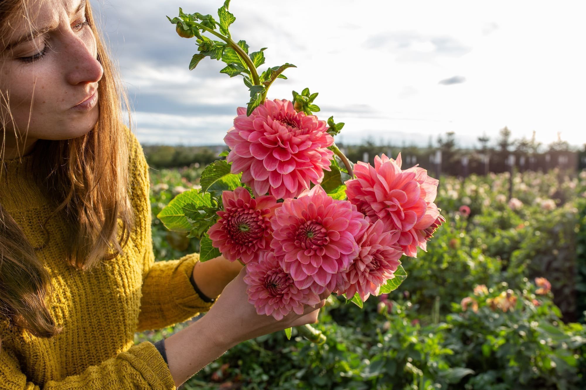 Jiřiny, tradiční květiny s nespočtem nových tváří