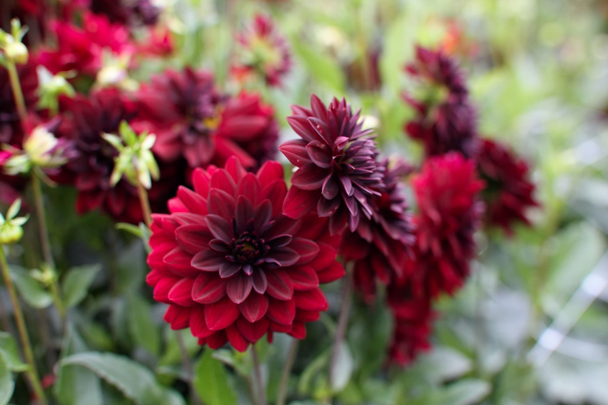 Jiřina Arabian Night