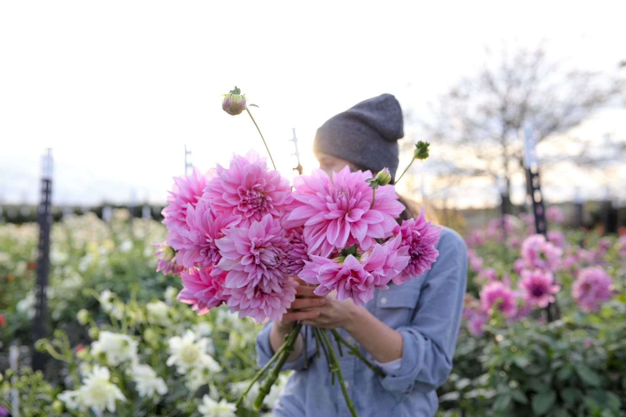 Jiřina Lavender Perfection