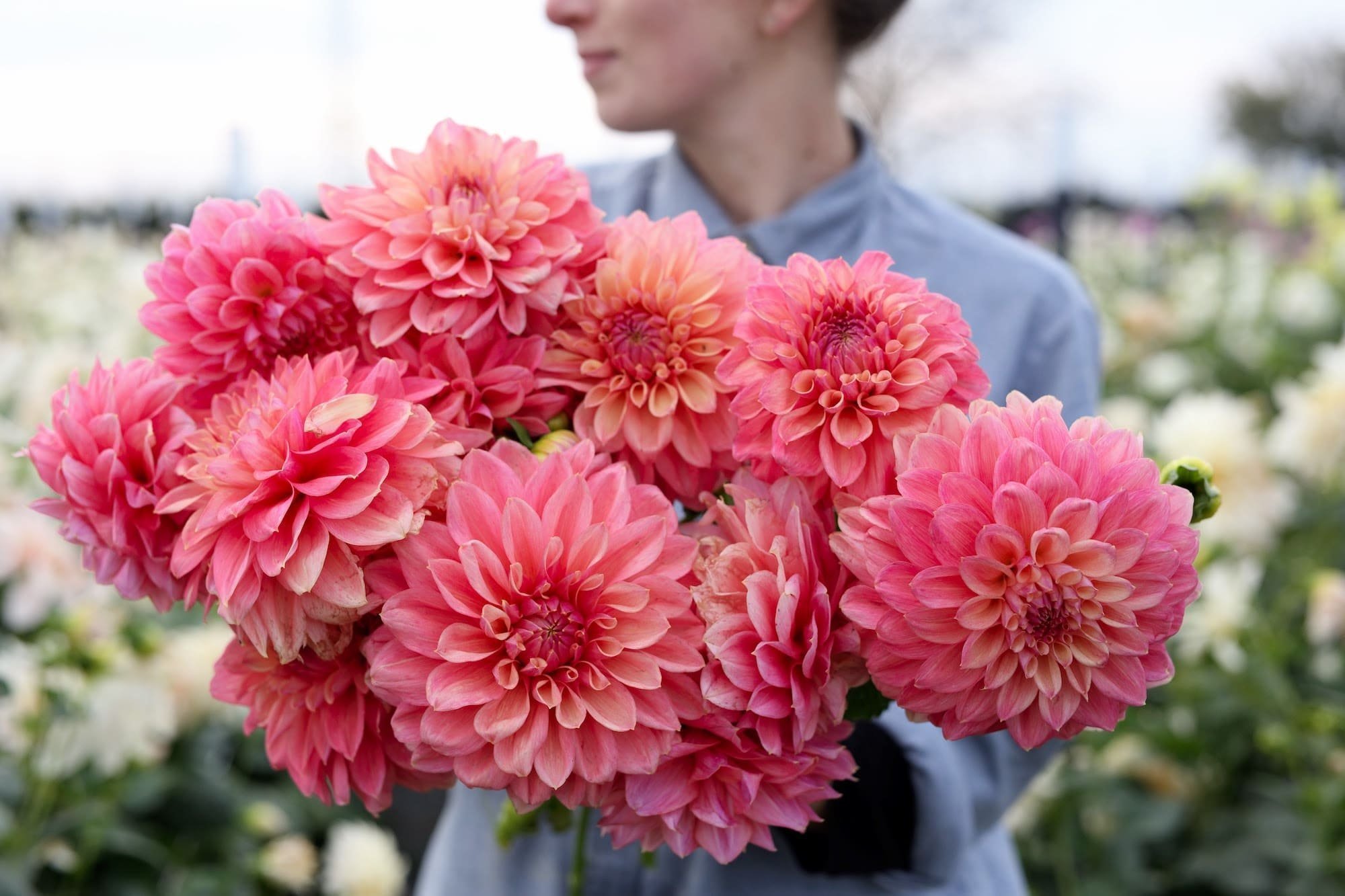 Jiřina Scaur Swinton