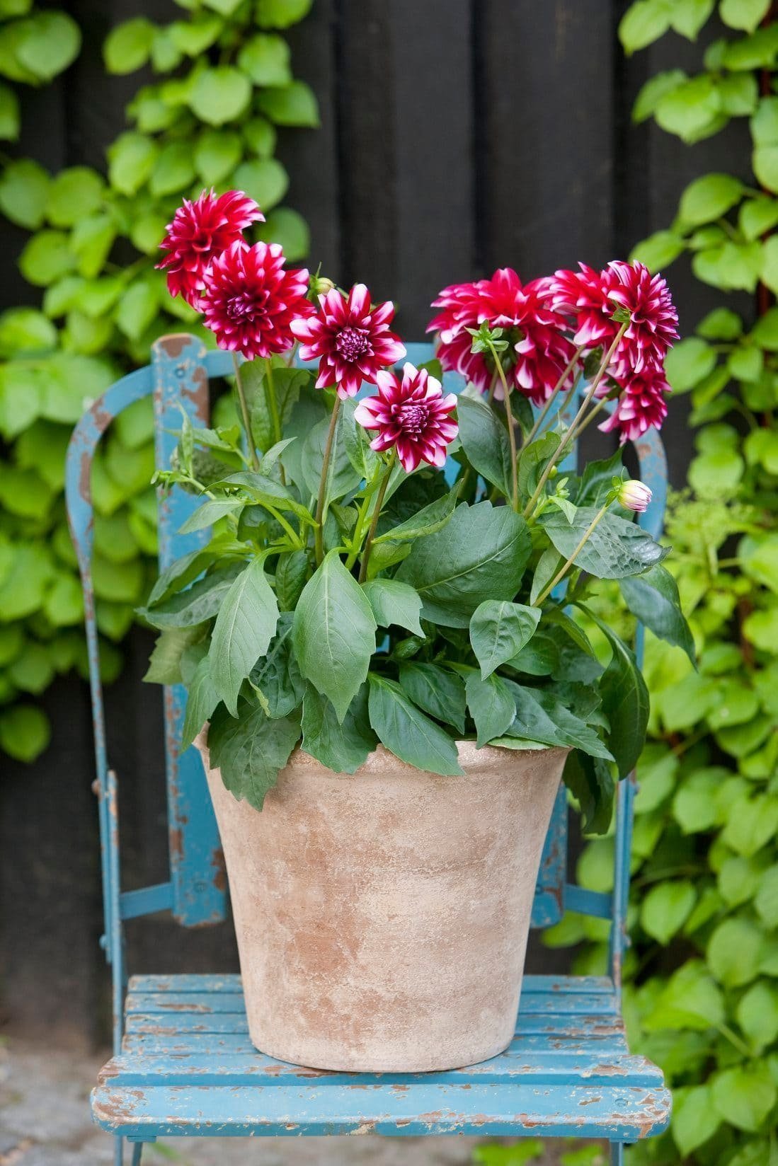 Jiřiny, tradiční květiny s nespočtem nových tváří