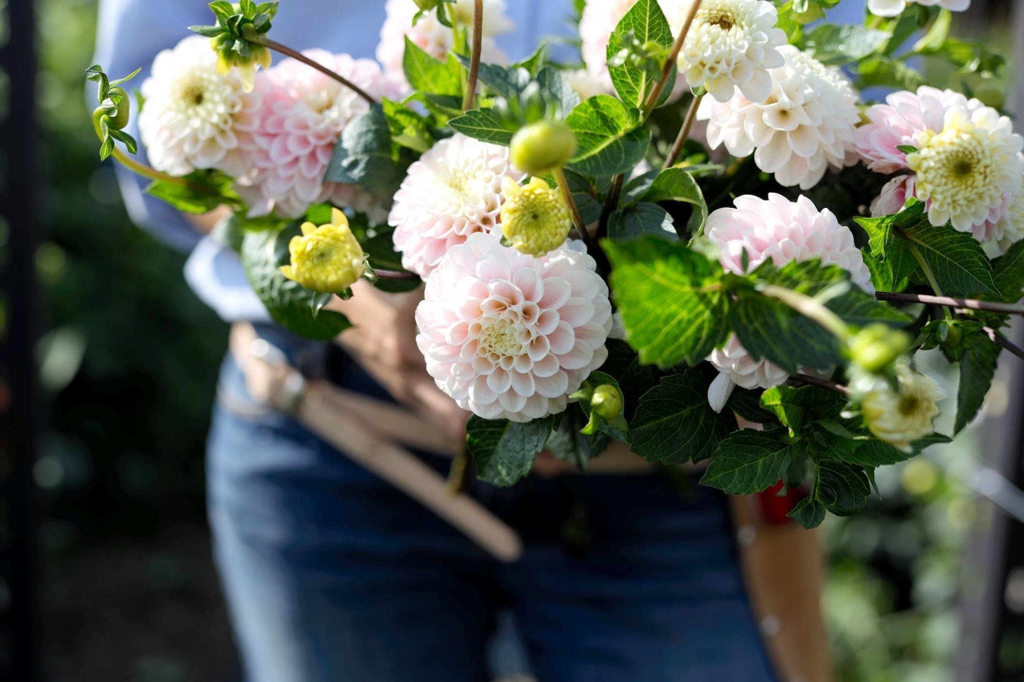 Jiřina Perlu Zvejnieks