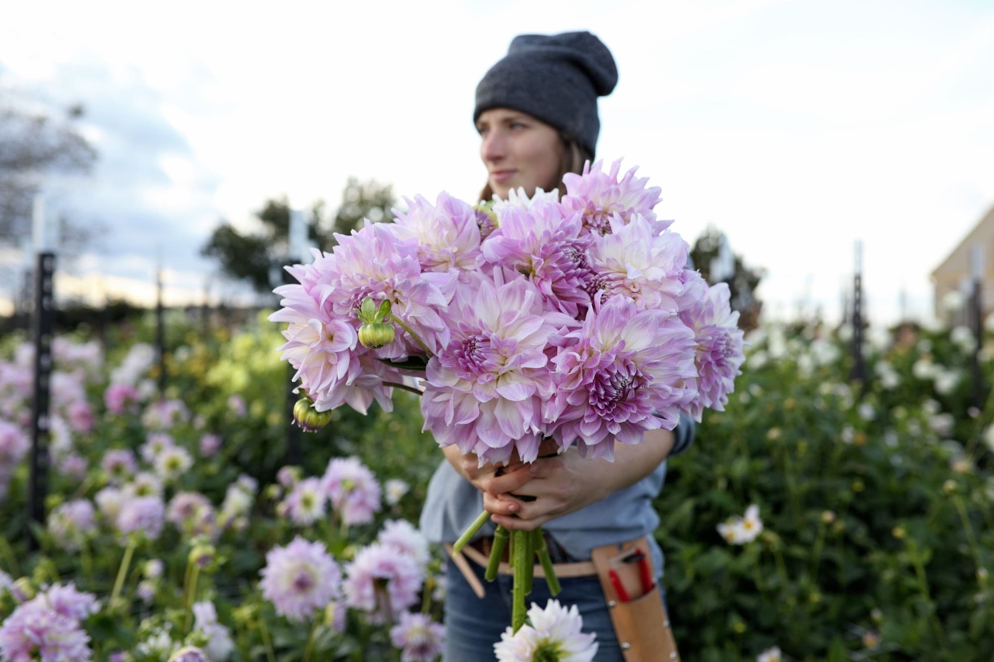 Jiřina Almands Climax