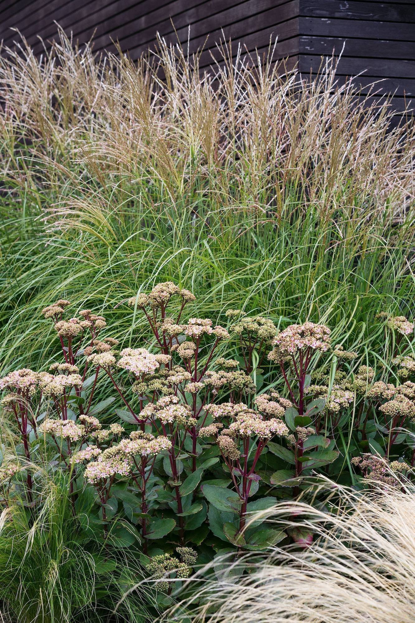 Moderní zahrada inspirovaná Novým Zélandem