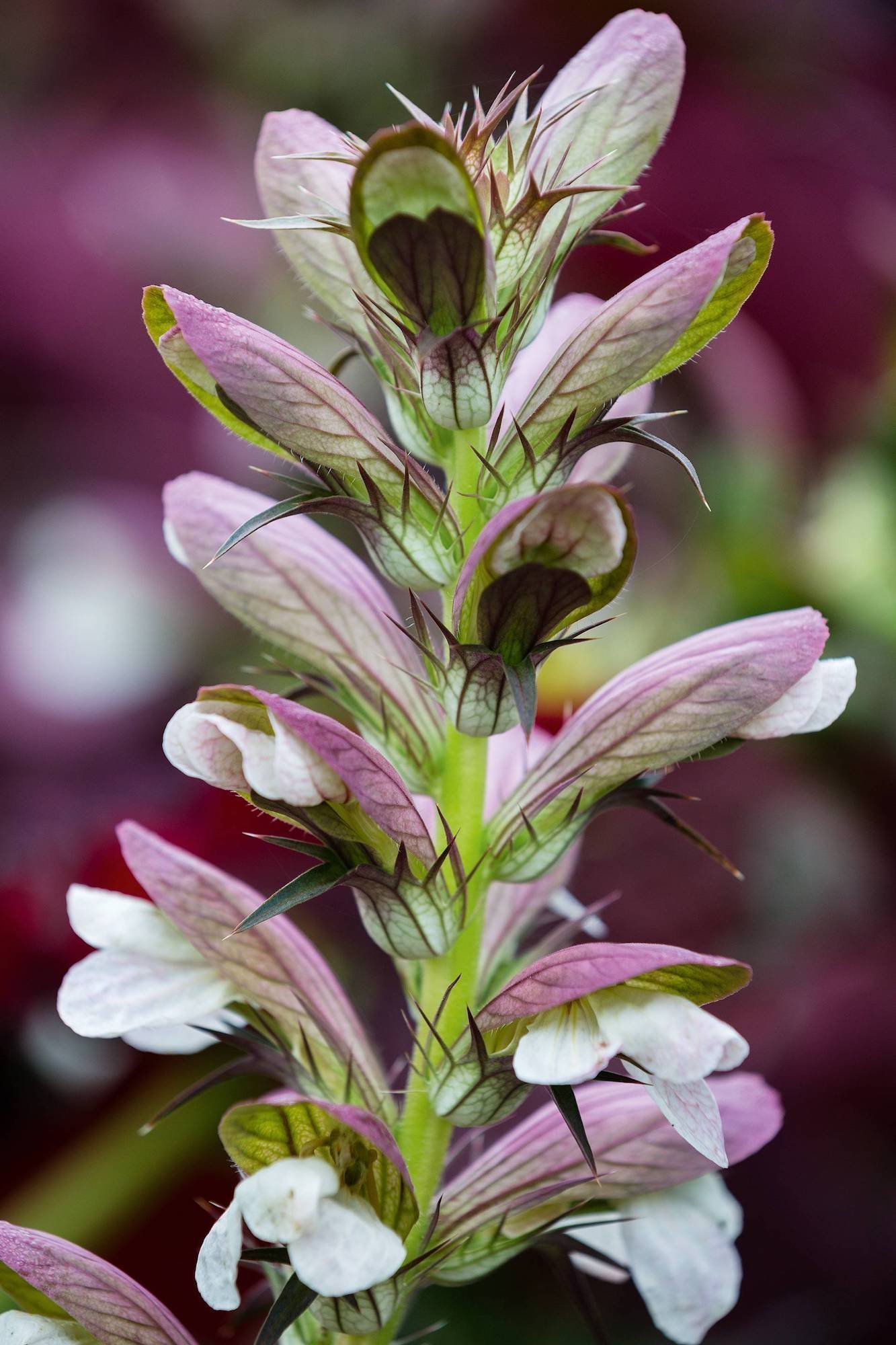 Moderní zahrada inspirovaná Novým Zélandem