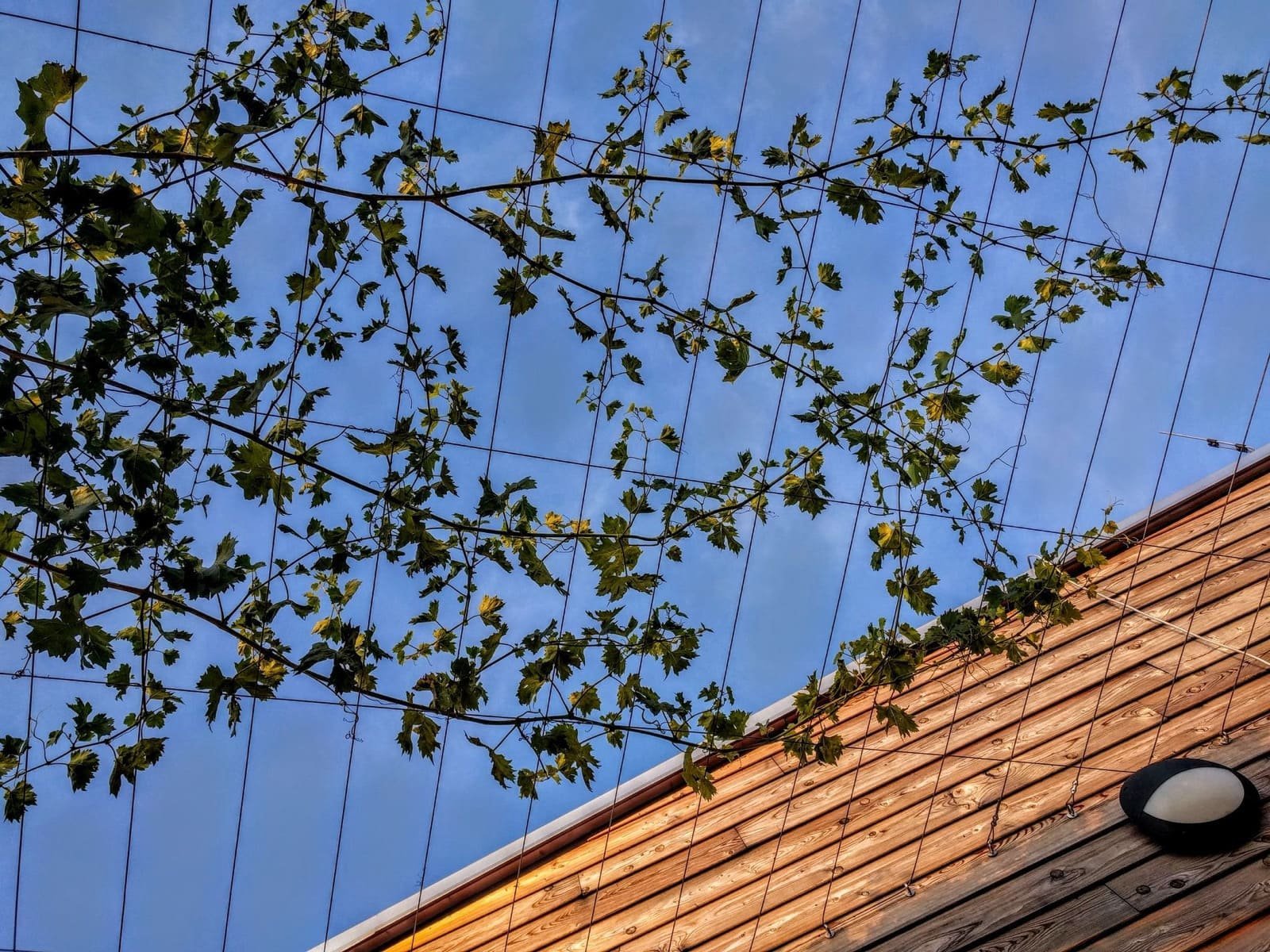 Pasivní dům plný dřeva a hlíny voní po bylinkách