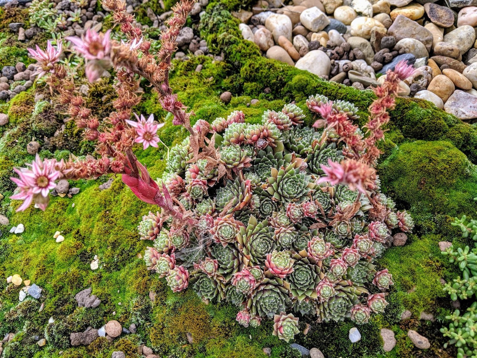 Pasivní dům plný dřeva a hlíny voní po bylinkách
