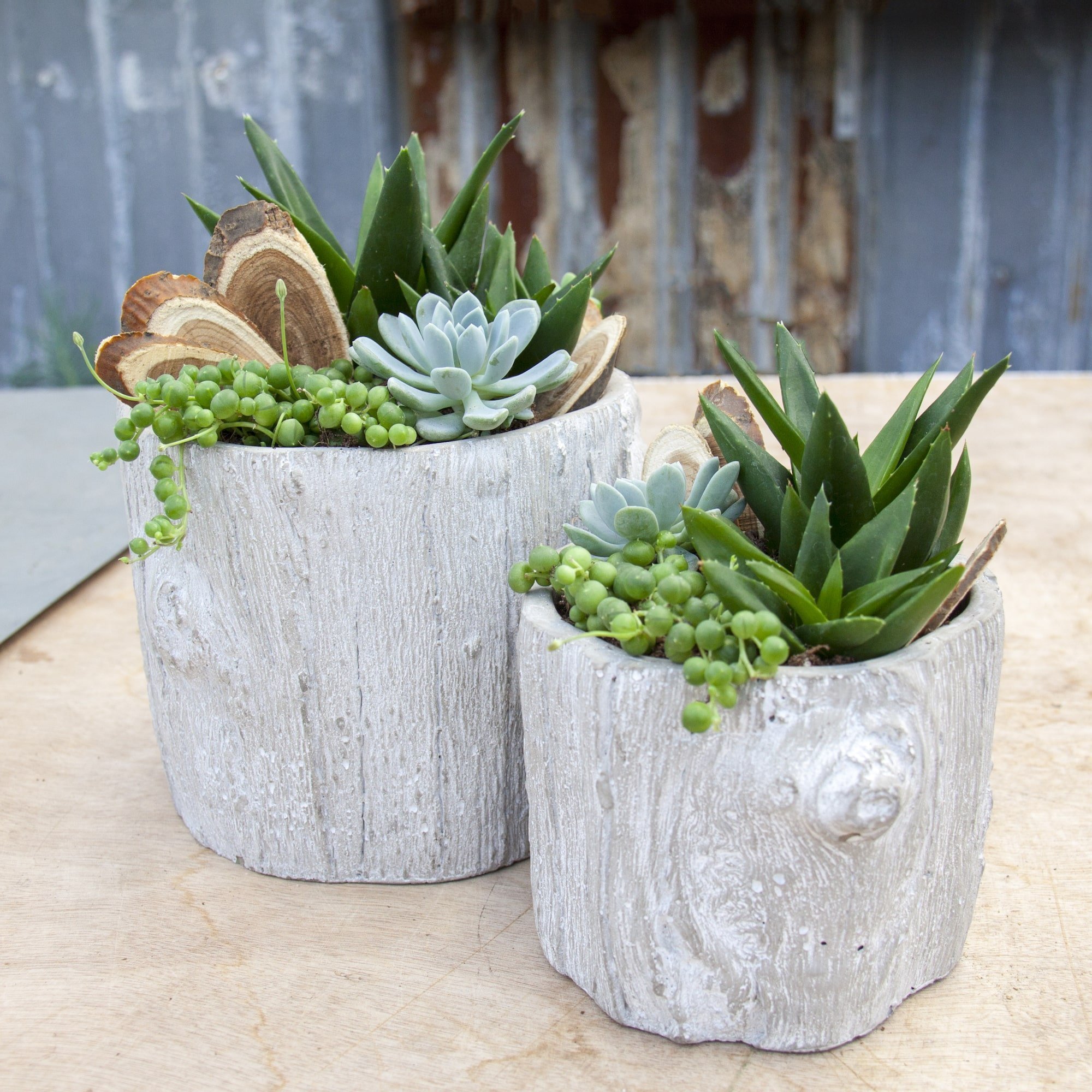 Pěstování sukulentů – hodně světla, málo vody