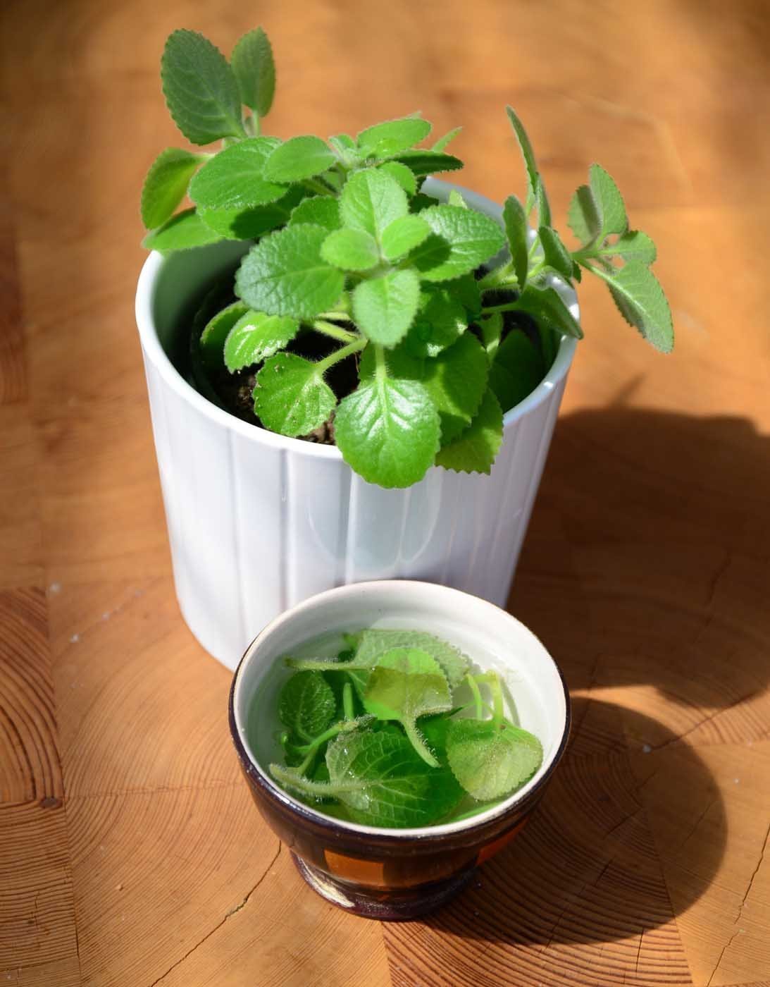 Rýmovník lze využít jako přírodní repelent. Jeho pronikavá vůně totiž odpuzuje mouchy i komáry.