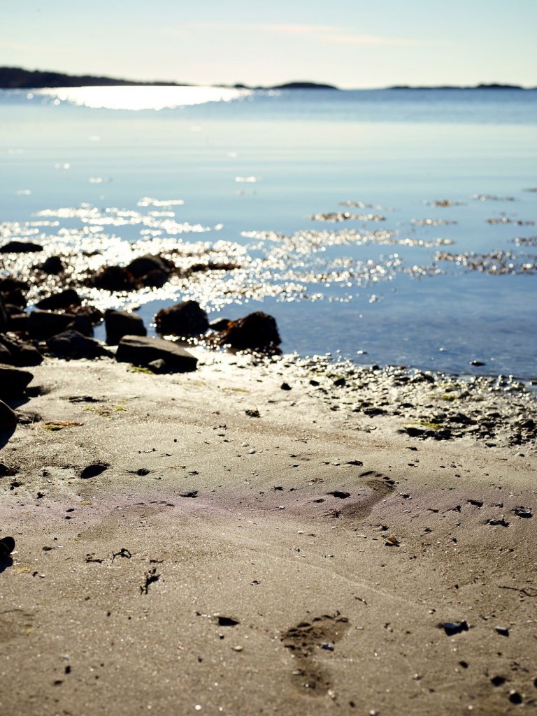 Severská borovice v hlavní roli moderní dřevostavby