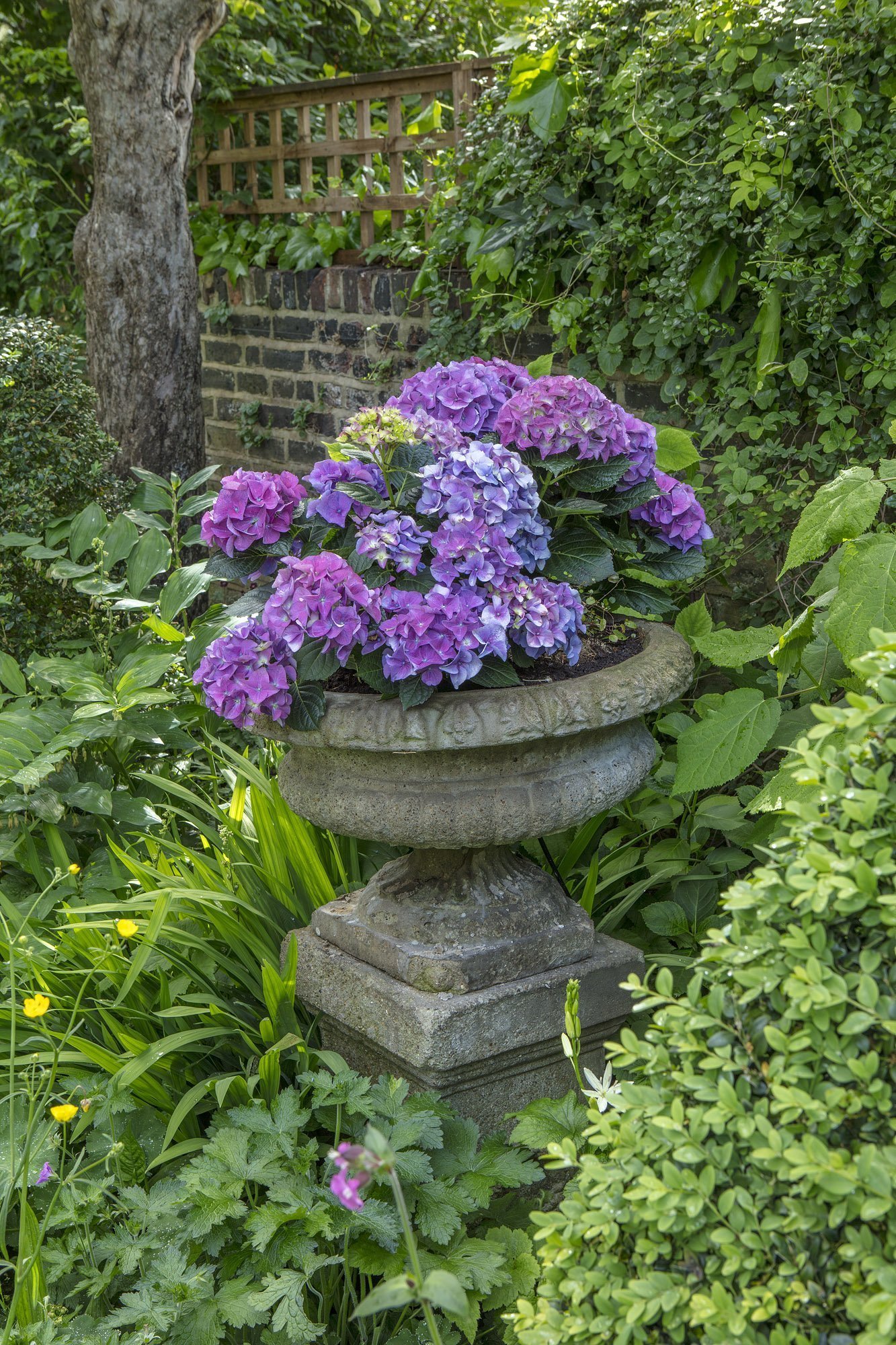 V londýnské zahradě