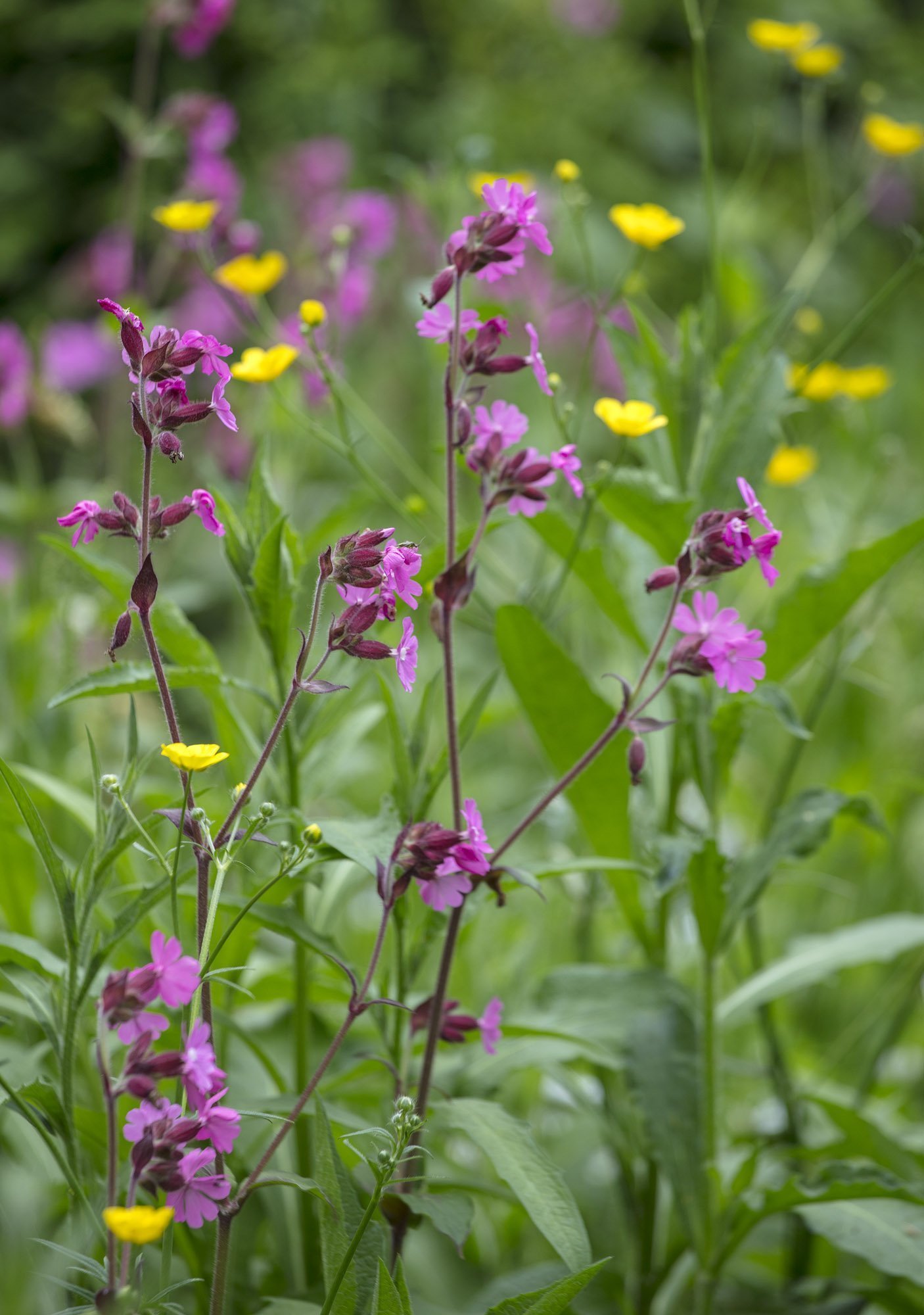 V londýnské zahradě