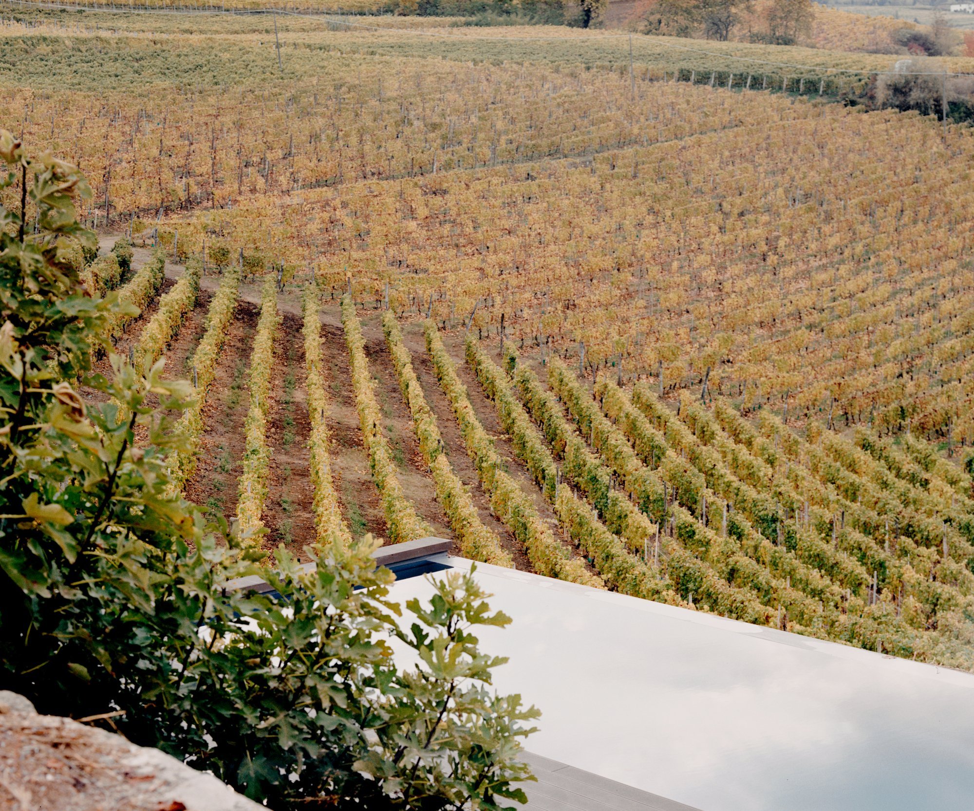 Venkovský dům s výhledem na vinice