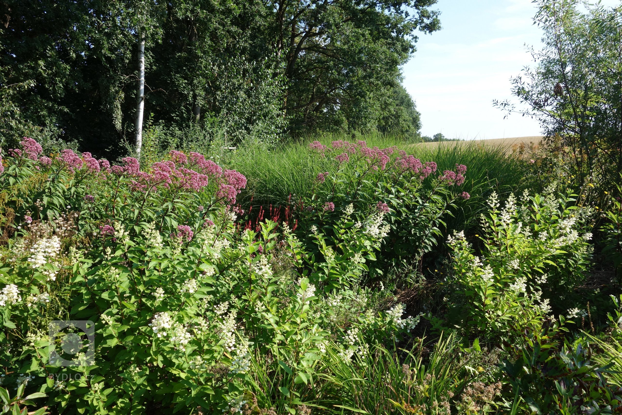 Zahrada byla navržena a zrealizována u novostavby krásného kamenného domu inspirovaného Bretaní. Svažité a lemující oblasti jsou pokryty lučním porostem.…